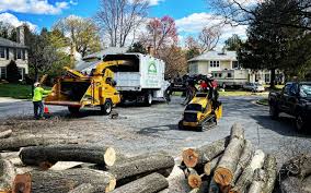 Best Stump Grinding and Removal  in Melrose, MN