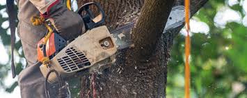 How Our Tree Care Process Works  in  Melrose, MN