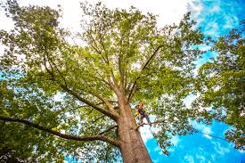 Best Lawn Maintenance Plans  in Melrose, MN