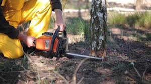 Organic Lawn Care Solutions in Melrose, MN