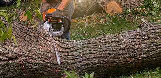 Best Tree Mulching  in Melrose, MN