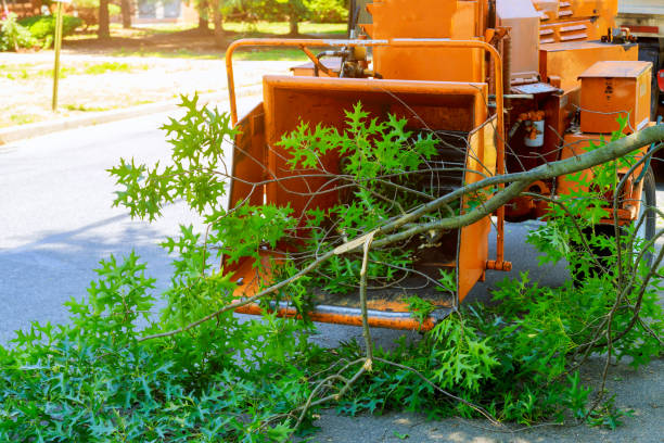 Best Organic Lawn Care Solutions  in Melrose, MN