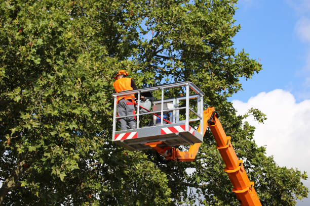 Trusted Melrose, MN Tree Services Experts