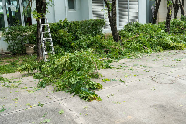 Best Tree Health Inspection  in Melrose, MN