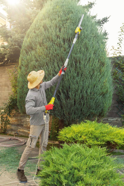 Best Stump Grinding and Removal  in Melrose, MN